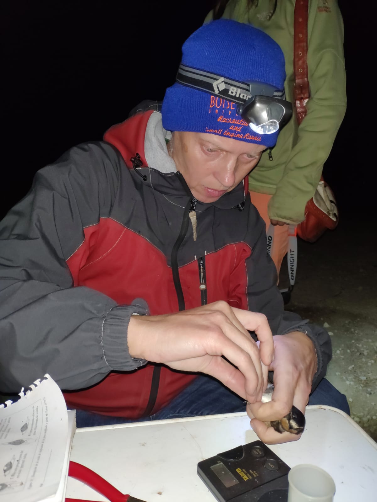 a scientist in a boise state hat holds a small swallow in her hands