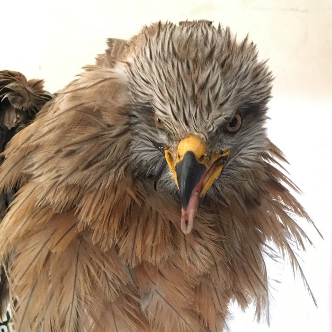 the face of a black kite