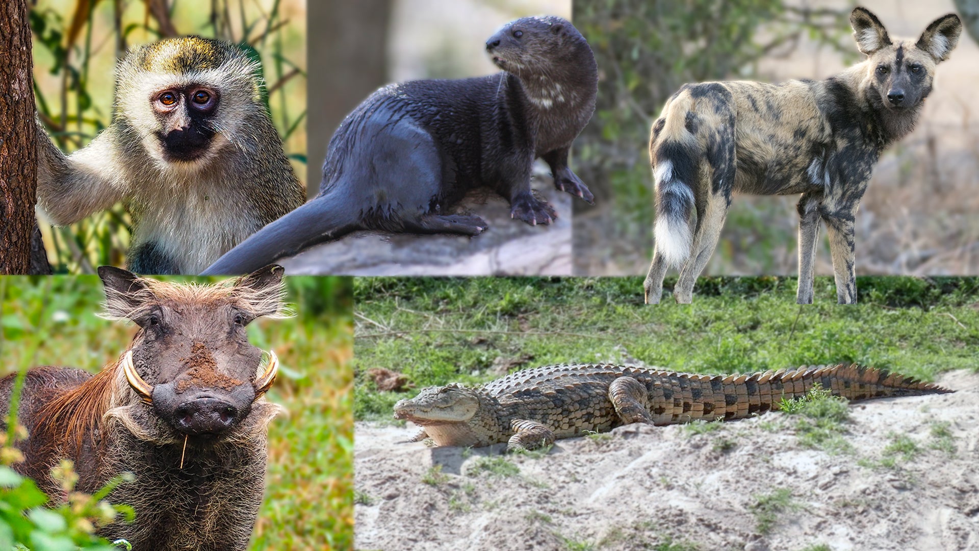Collage image of a nile crocodile, vervet monkey, otter, hyena, warthog, and a nyala