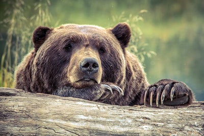 Grizzly Bear with its head resting on a fallen tree