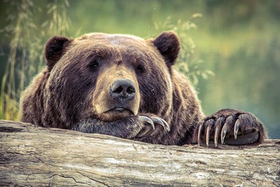 Coexistence in the Northern Rockies - Human-Environment Systems