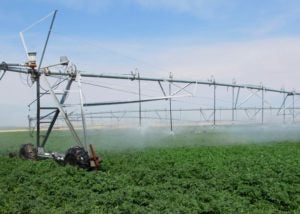 agricultural crops being irrigated by large sprinkler system