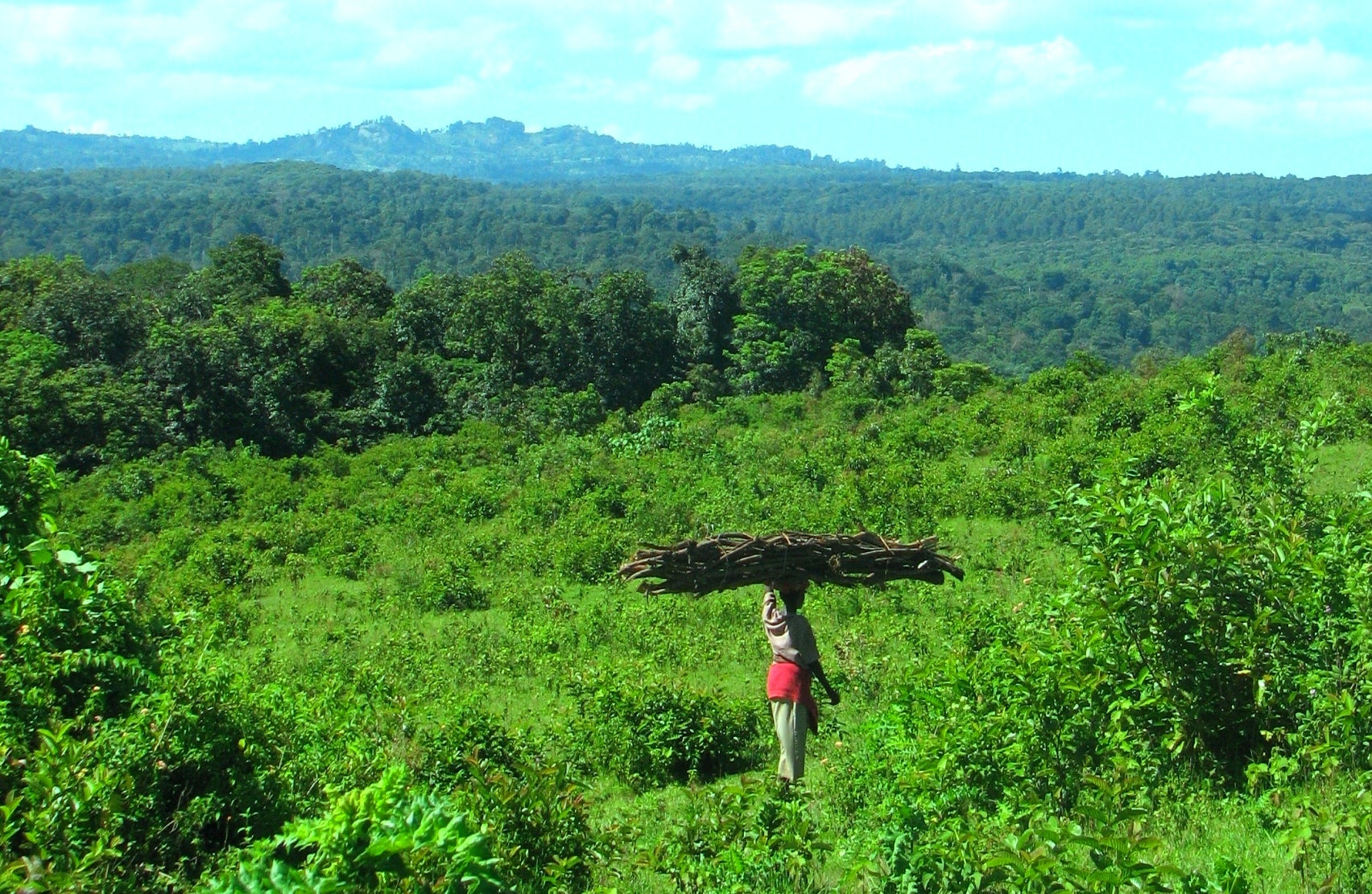 Woman carrying wood over her head 