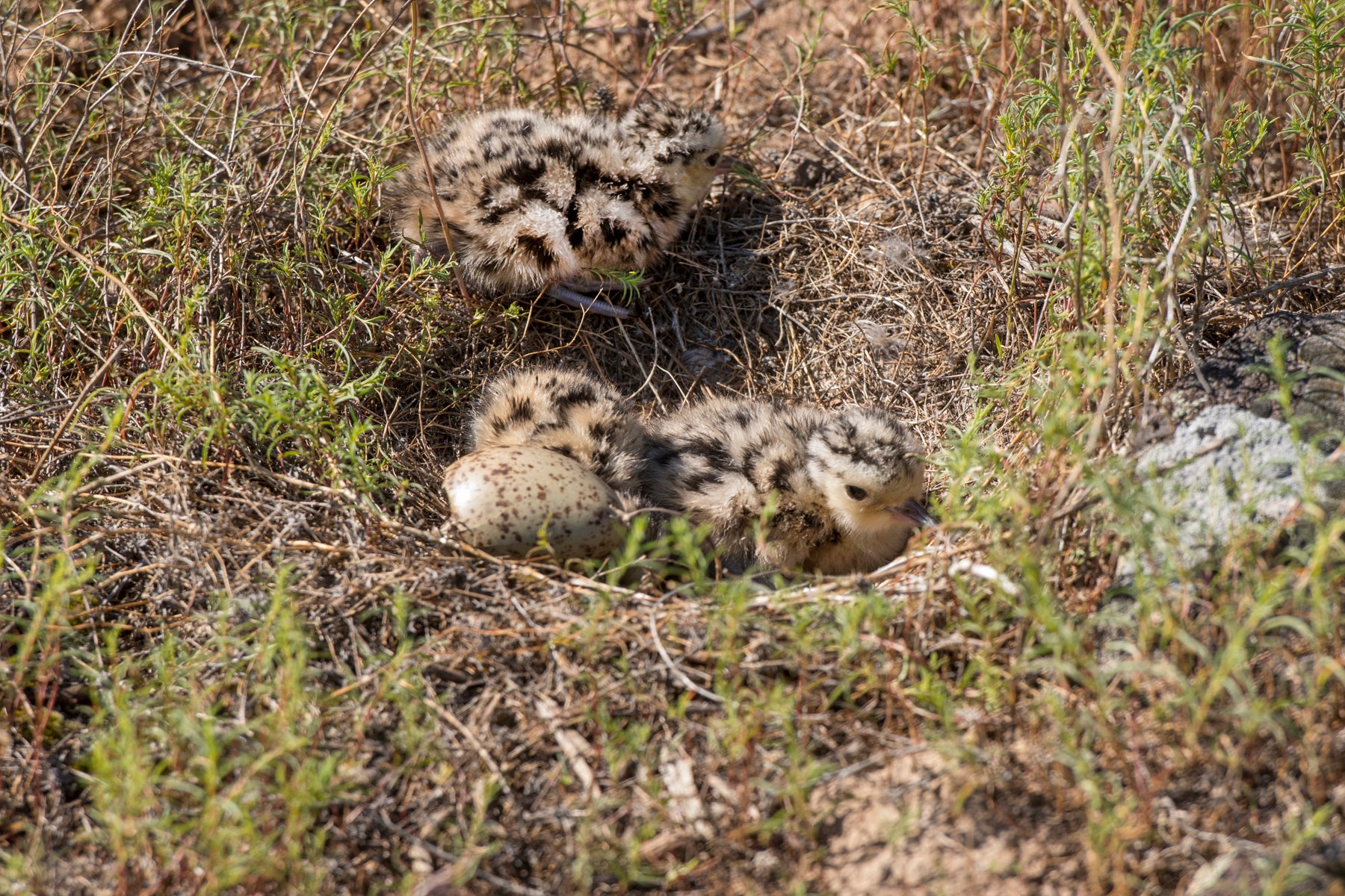 curlew chicks