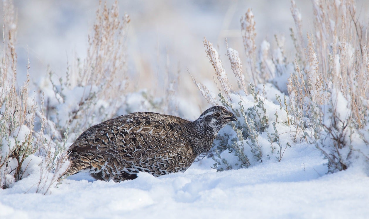 Female grouse foraging in snow