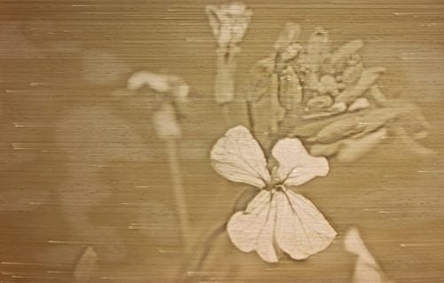 Photograph of 3D printed lithophane alfalfa bloom