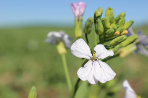 Photograph of alfalfa bloom by Silvia Perritte