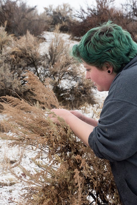 Student collecting sagebrush seeds