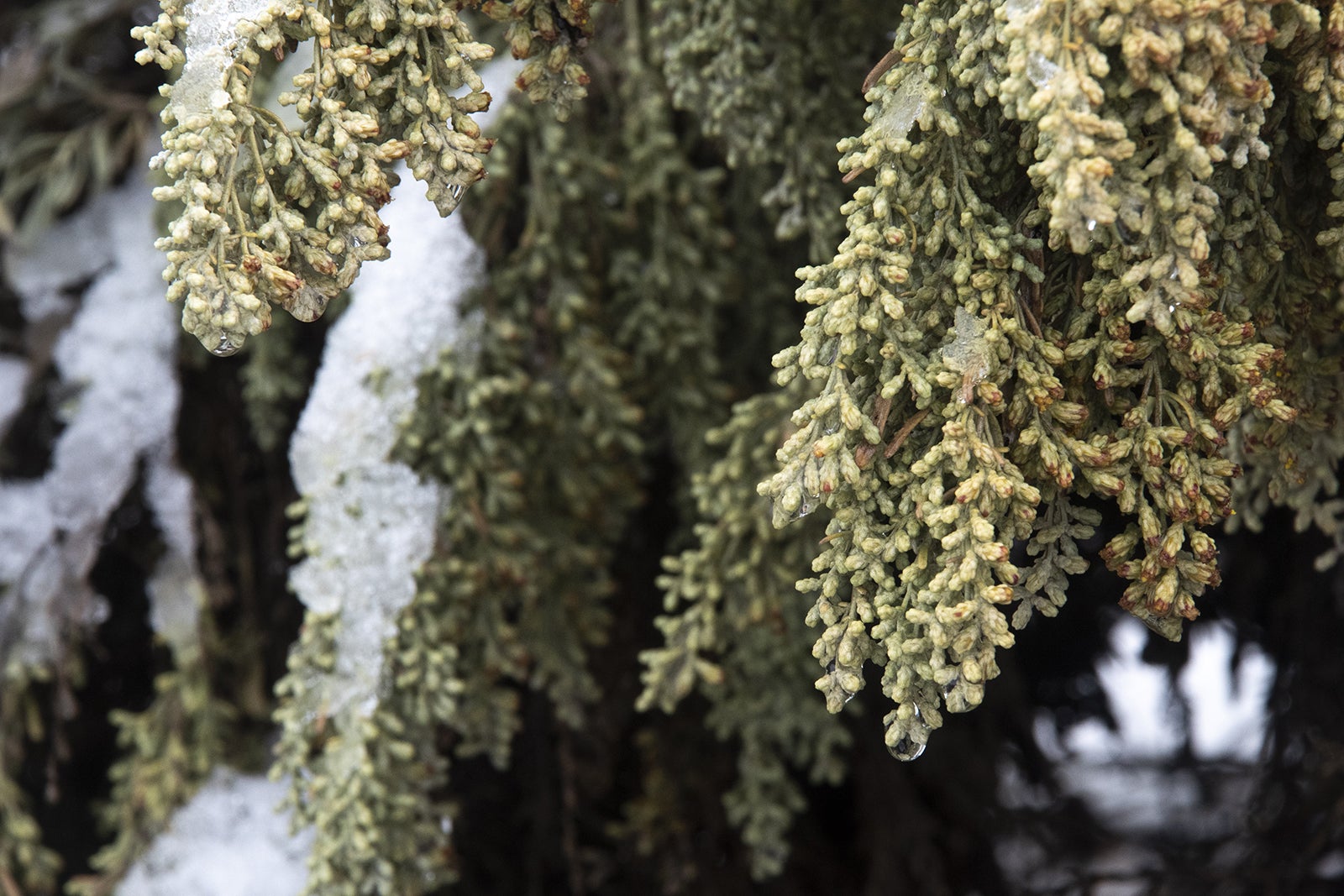 sagebrush plant detail