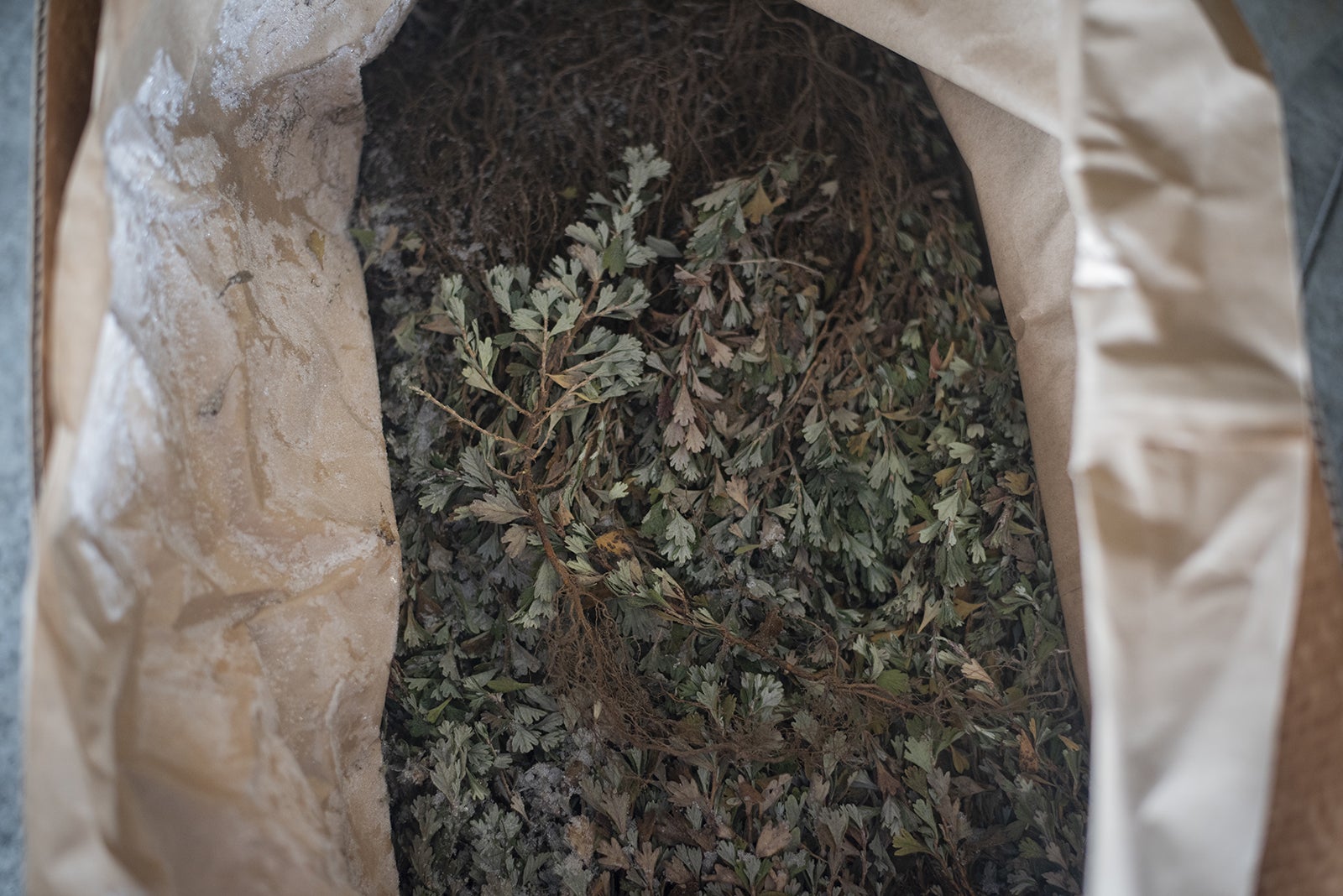 bitter root seedlings in box