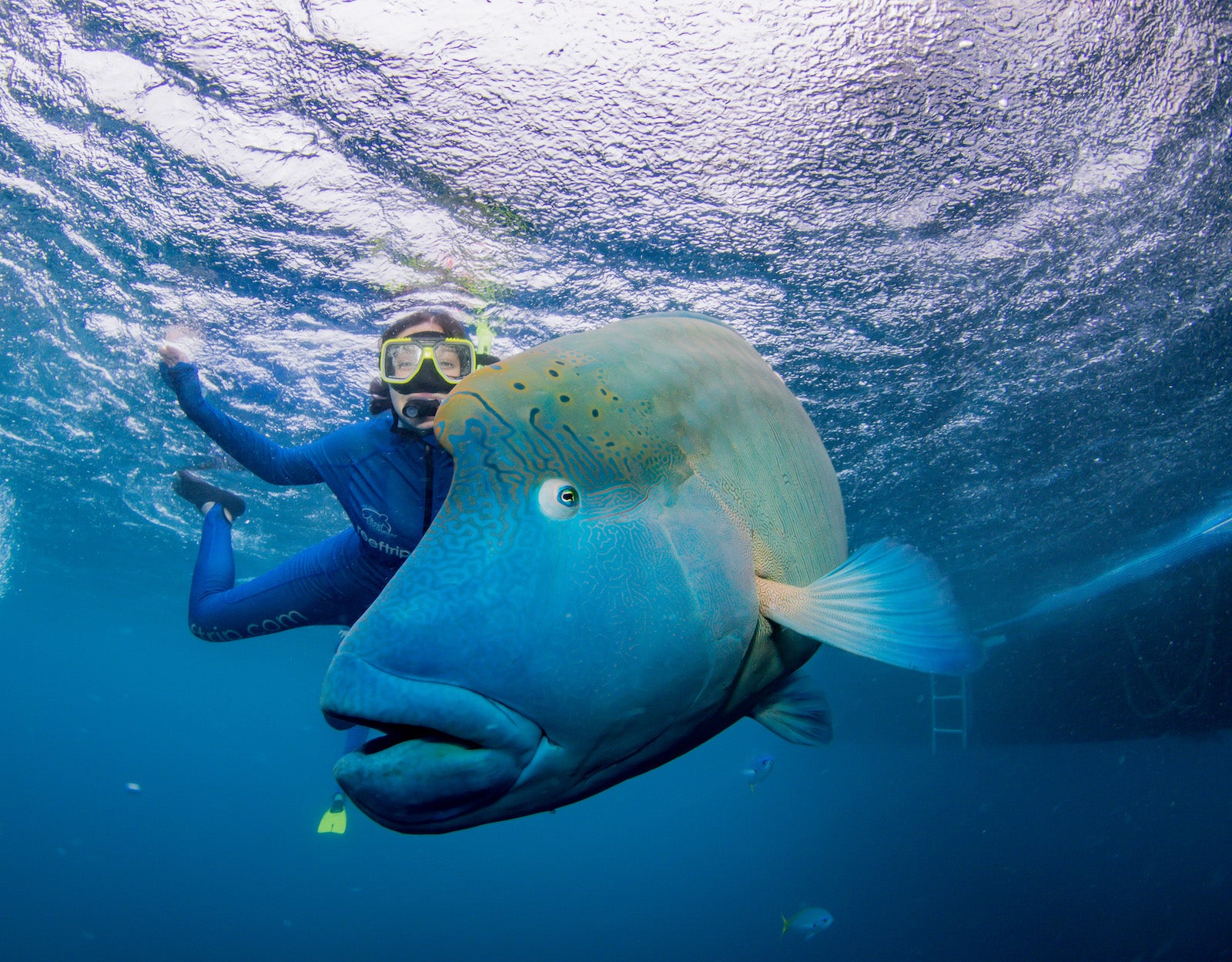 Amy Schneider dives underwater with fish