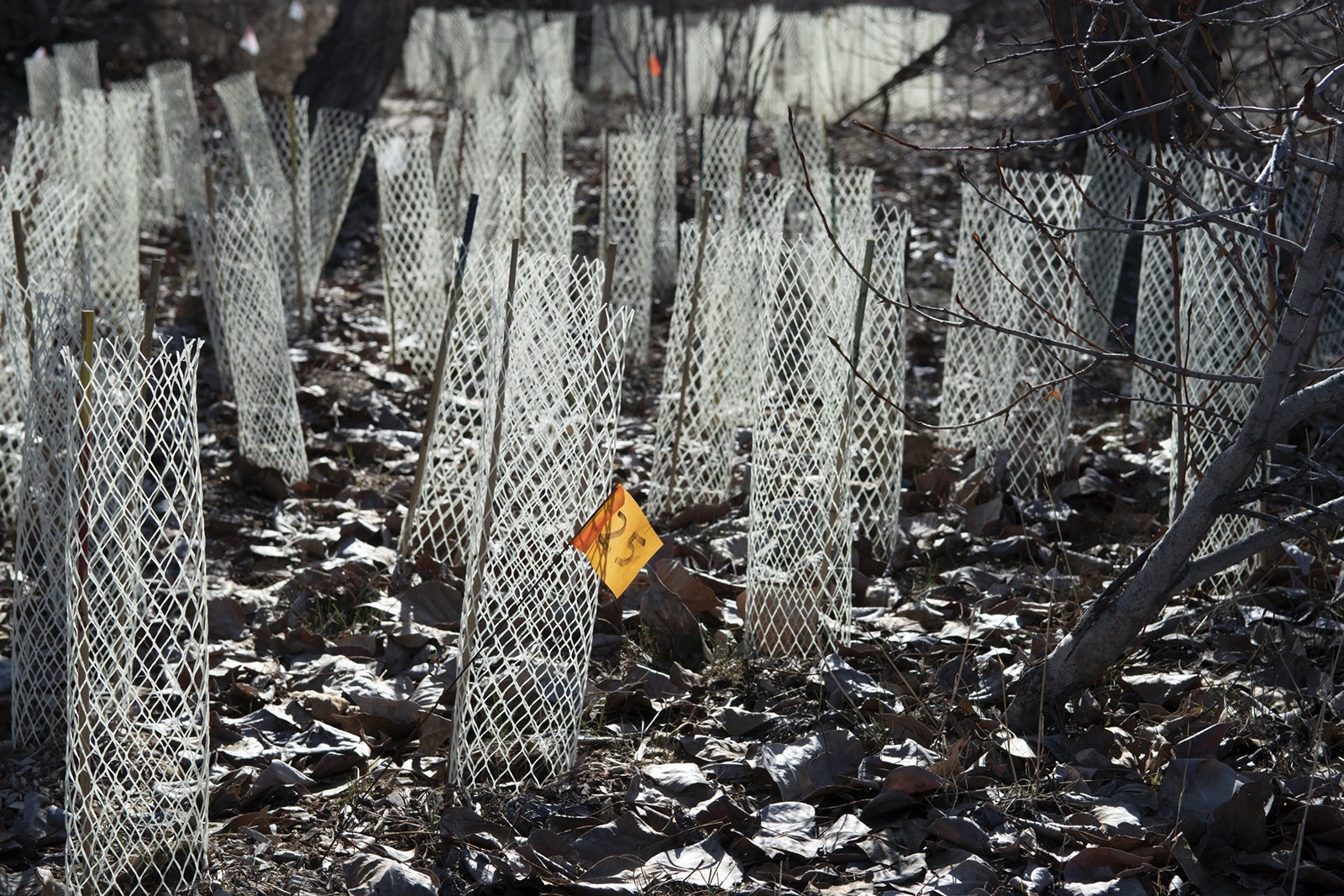 seedlings