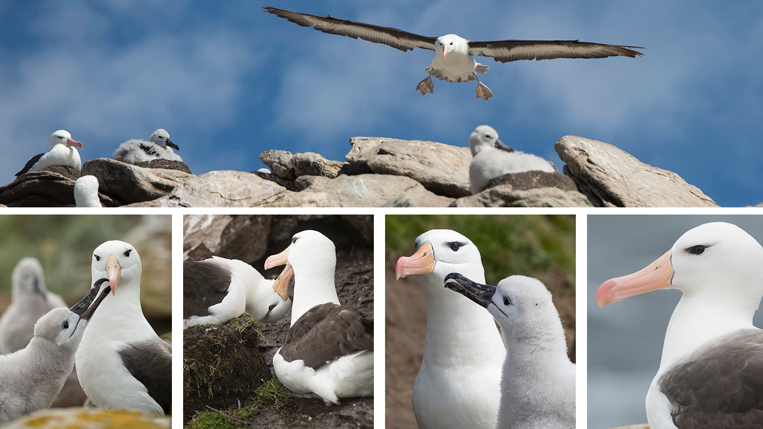 Black-browed albatross, Saunders Island