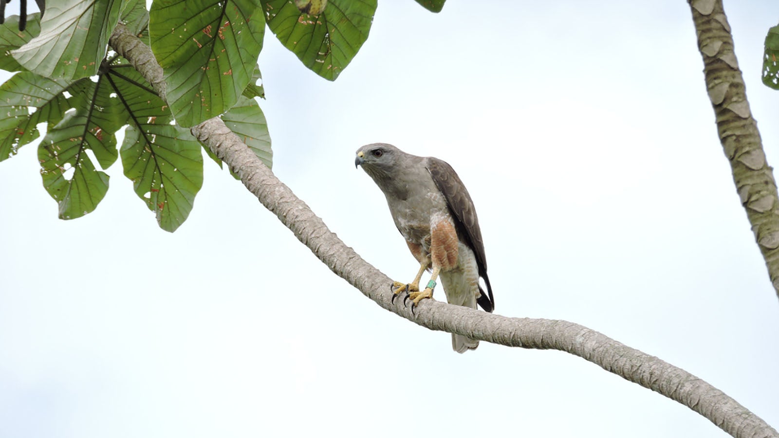 hawk in tree