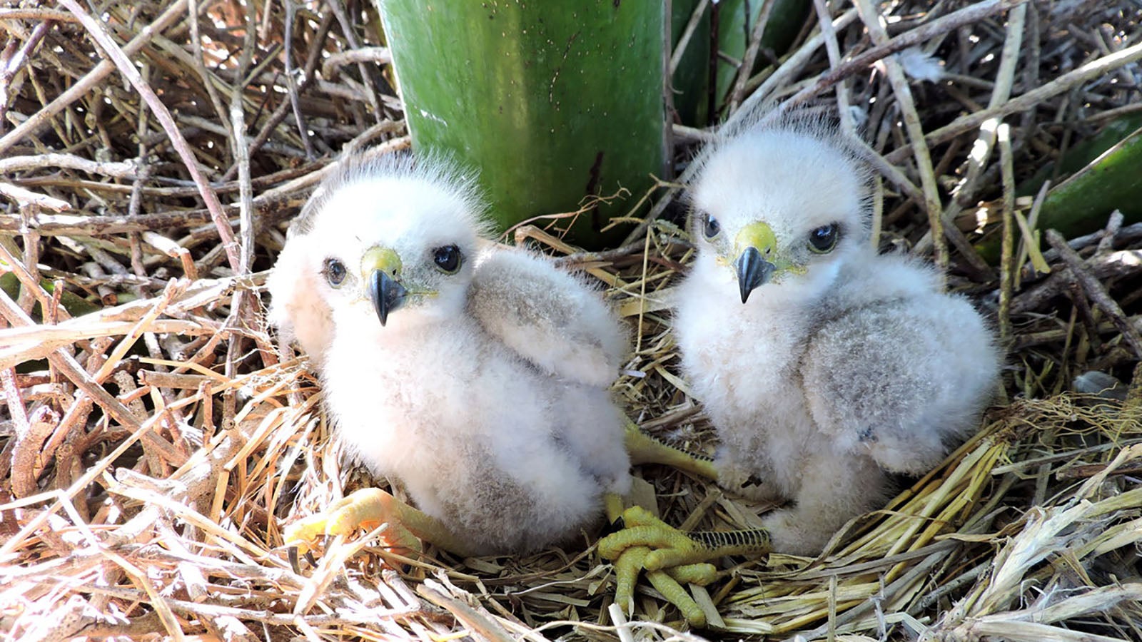 fledglings in nest