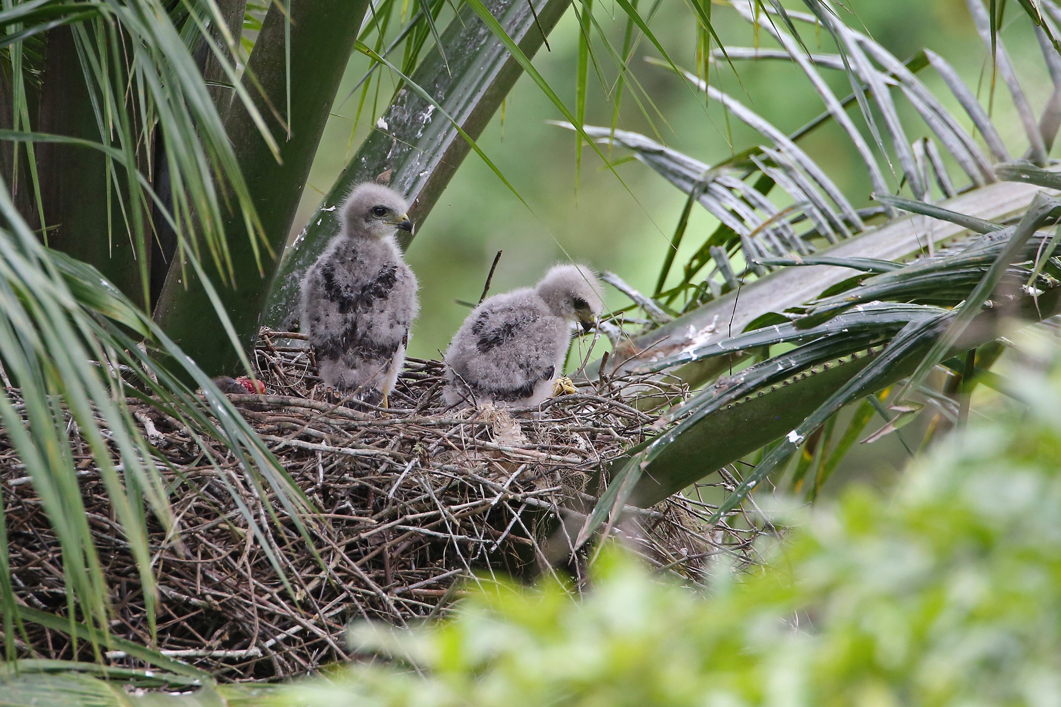 birds in nest