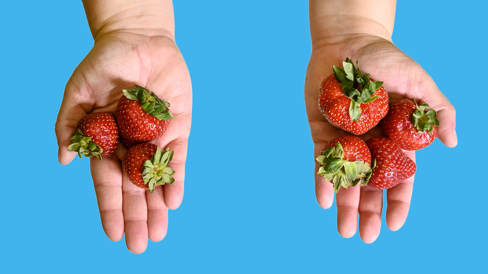 two hands full of strawberries