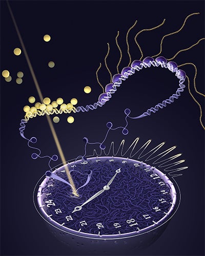 Visual of cell-nucleus