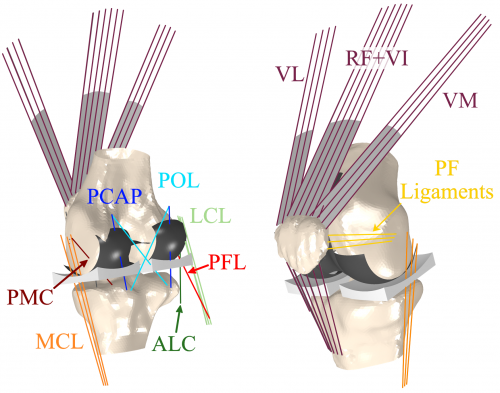 computer model of knee joints