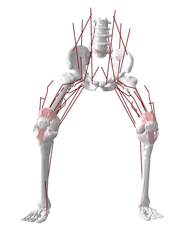 lower limb computational model