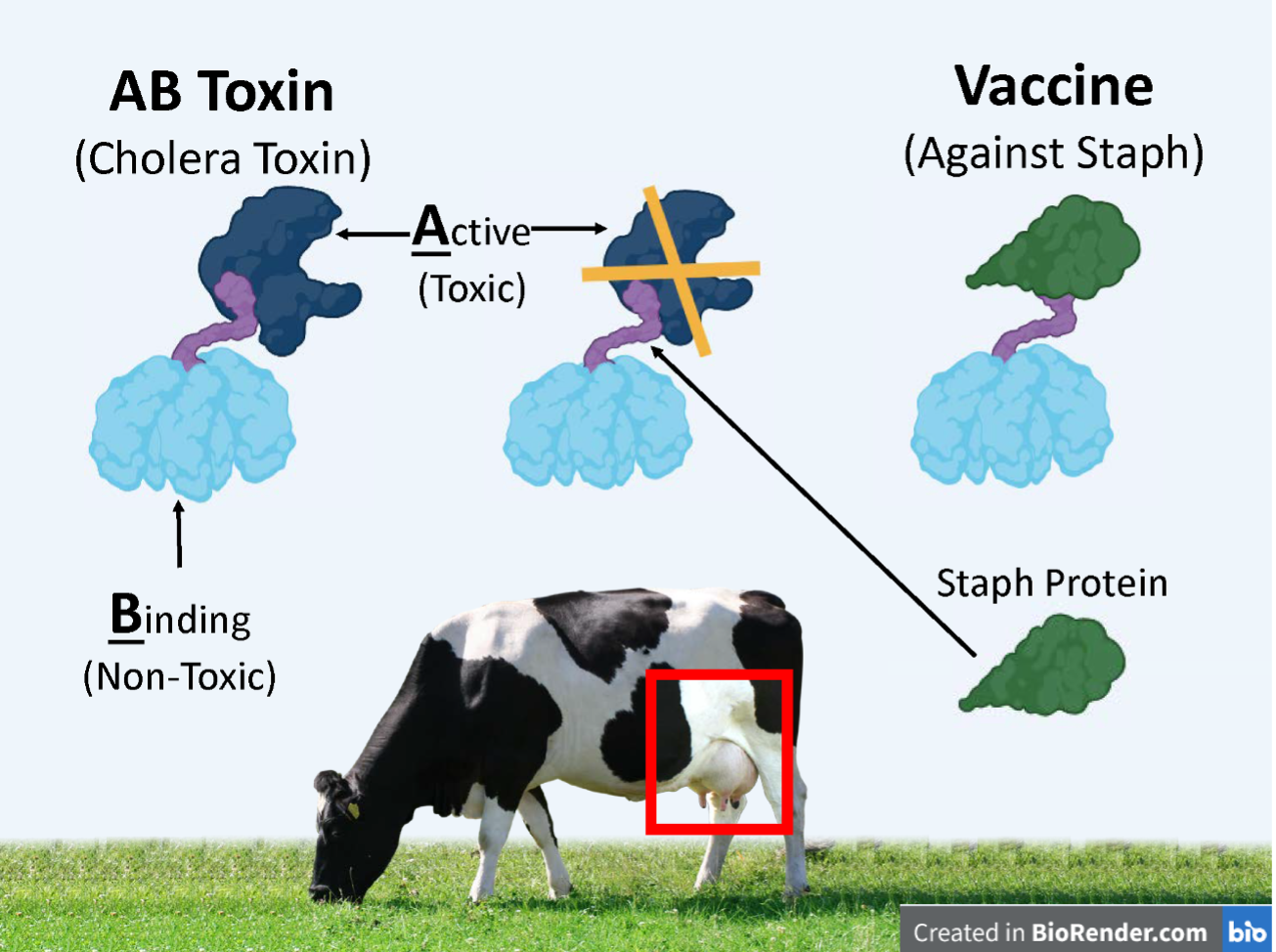 Diagram of needle-free bovine vaccine process with AB Toxin (cholera toxin) and vaccine against staph