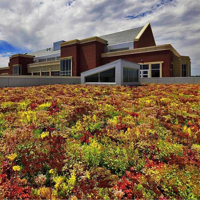 MBEB building living roof