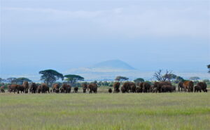 Elephants in Amboseli National Park Kenya.