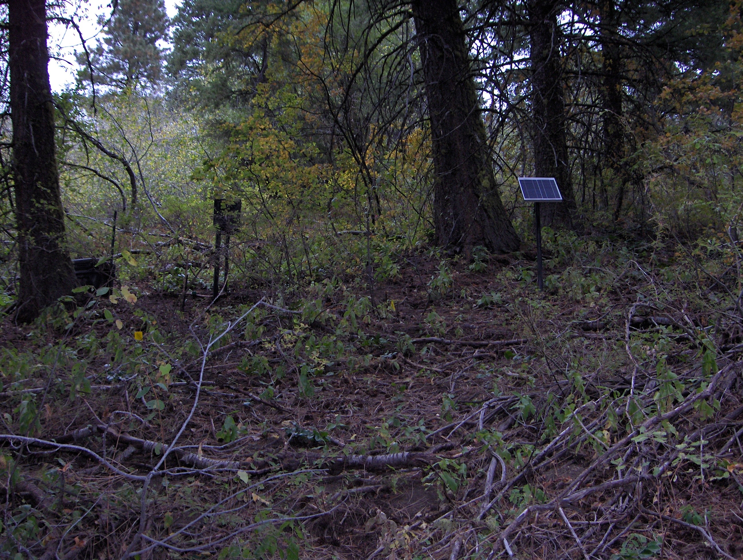 High S-facing station surrounded by forest and trees.