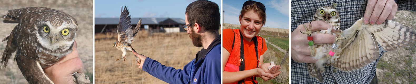 collage of fowl tagging