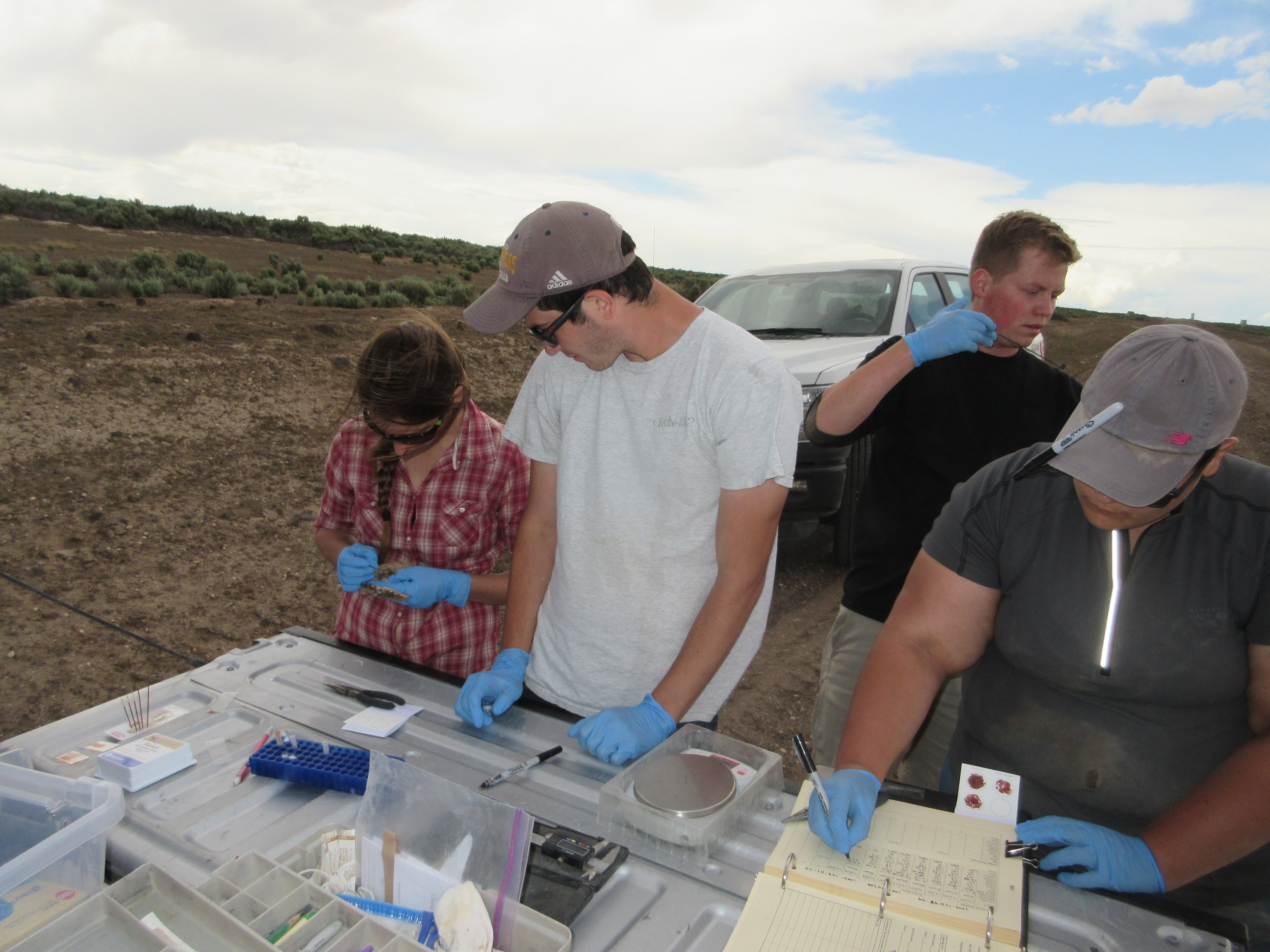 Students processing raptor samples in the field