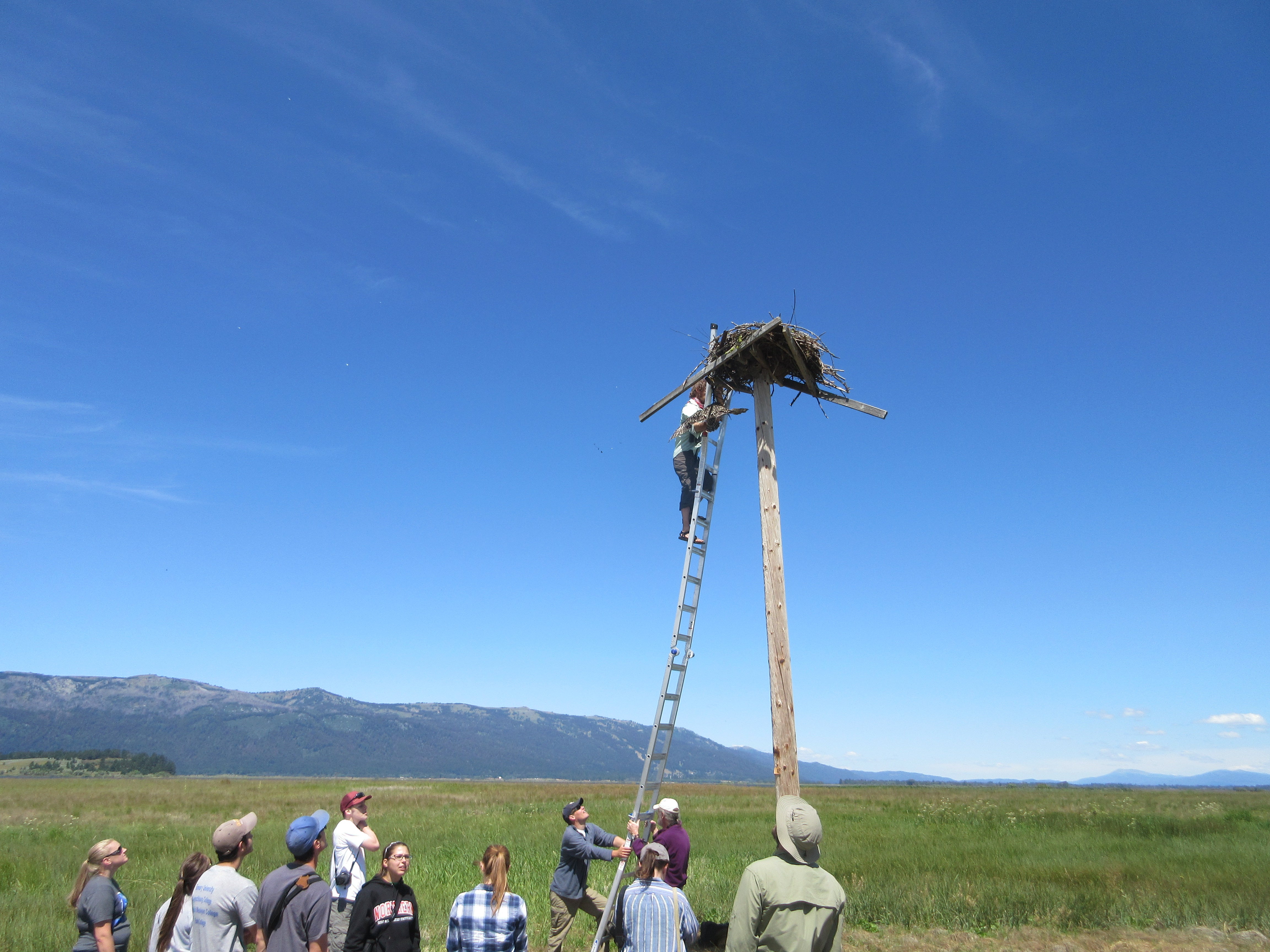 Student climbing ladder to access a raptor nest several feet up on a pole
