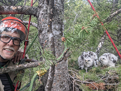 Rob Miller up in a tree with climbing gear at a goshawk nest with two fledglings