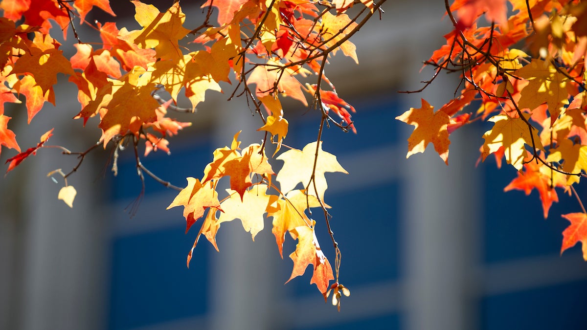 close up of fall leaves still on the tree